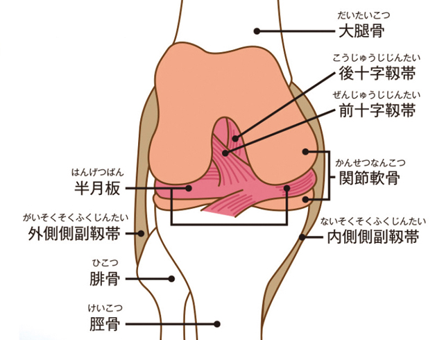 縄田 昌司 先生 股関節から膝にかけての痛み 膝や股関節の痛み がまんせず あきらめず 専門医に相談しましょう 人工関節ドットコム