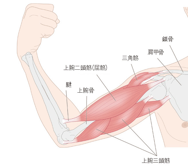 國府 幸洋 先生 | 人工肘関節のMIS（最小侵襲手術）と術後の注意点