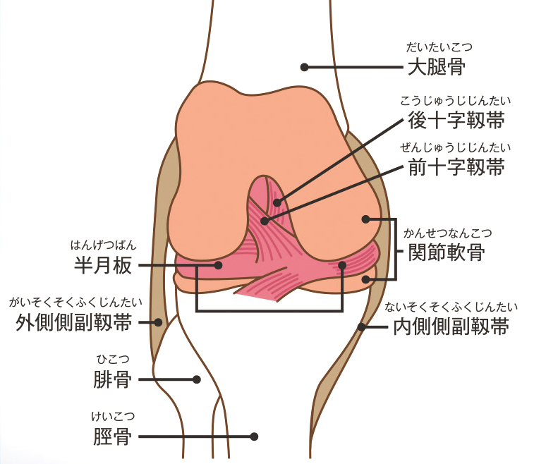膝関節の構造
