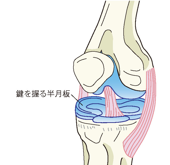 膝関節内の構造