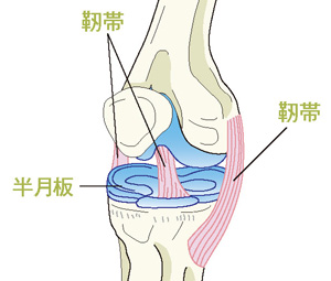 半月板と靭帯