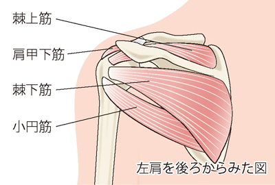腱板を構成する筋肉