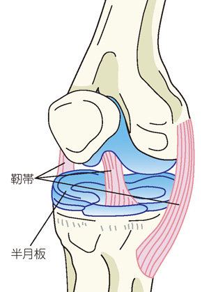 膝の靭帯や半月板