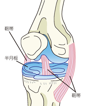 膝の靭帯や半月板