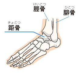 足首の構造