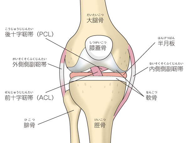 膝の構成