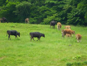昭和58年に自ら開墾してつくった牧場で、現在も和牛やニワトリなどを飼育している